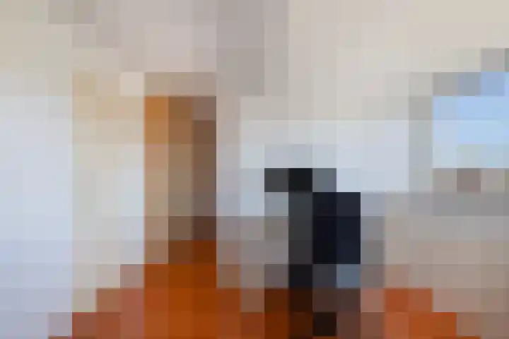 Hoornklaver 1 Rotterdam thumbnail 39