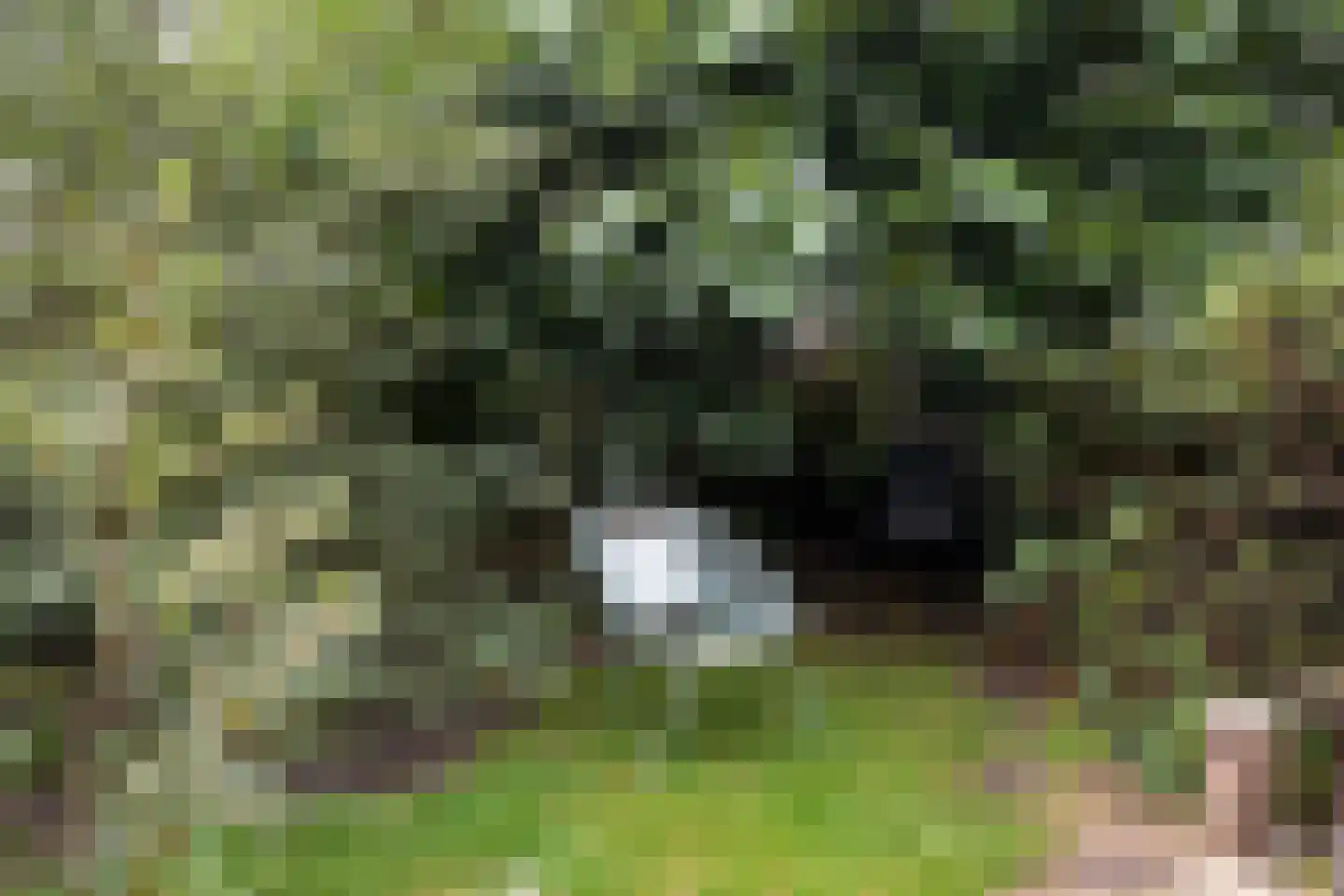 Hoornse Hop 7 Den Haag thumbnail 22
