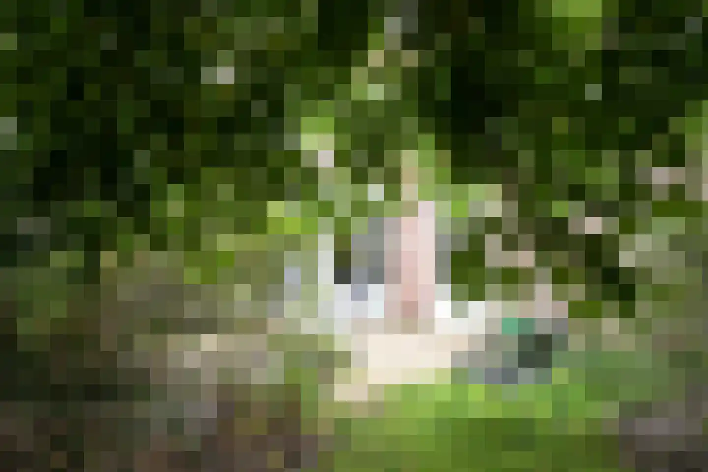 Hoornse Hop 7 Den Haag thumbnail 6