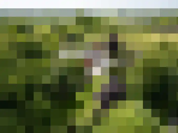Hoornseweg 31 Wognum thumbnail 29