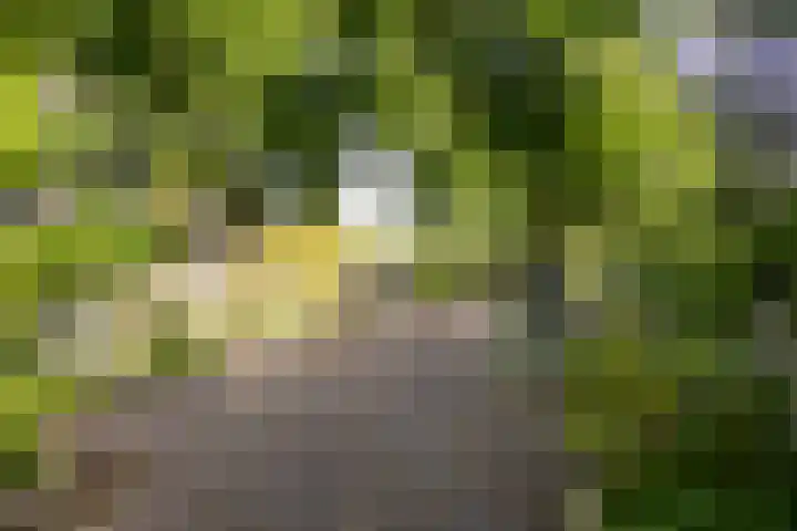 Hoornseweg 31 Wognum thumbnail 39