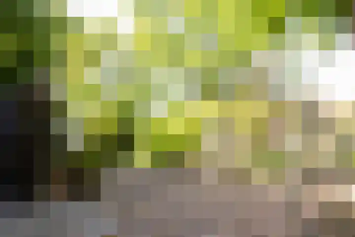 Hoornseweg 31 Wognum thumbnail 41