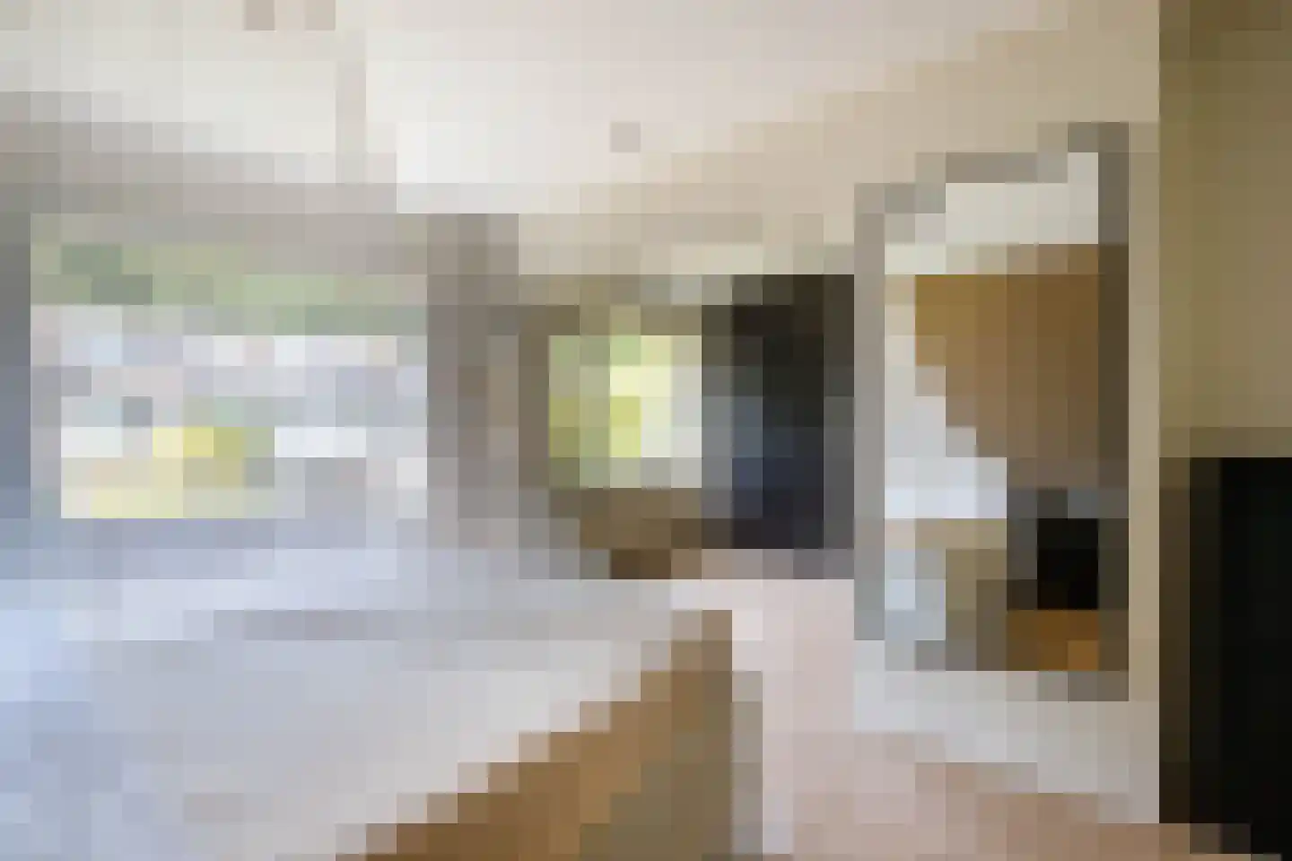 Hoorntandmos 8 Rotterdam thumbnail 21