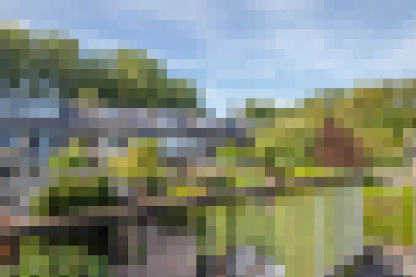 Hoorntandmos 8 Rotterdam thumbnail 22