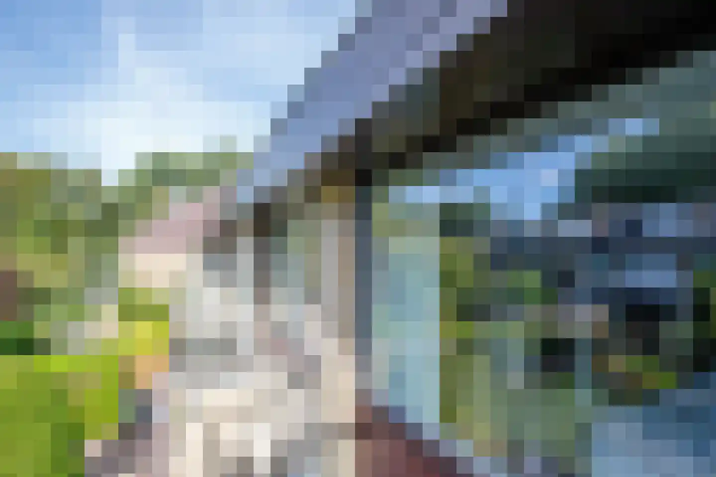 Hoorntandmos 8 Rotterdam thumbnail 23