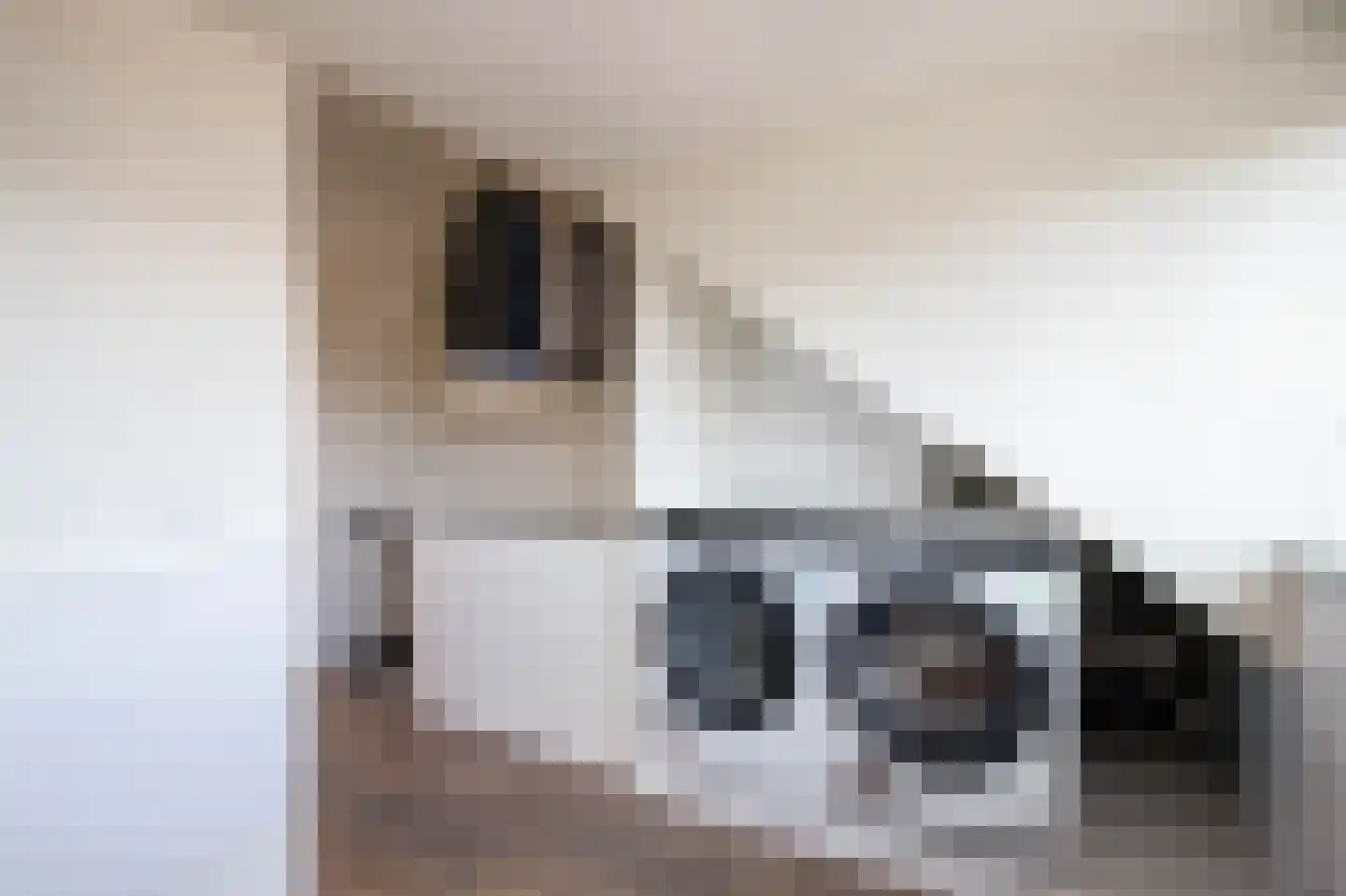 Hoorntandmos 8 Rotterdam thumbnail 36