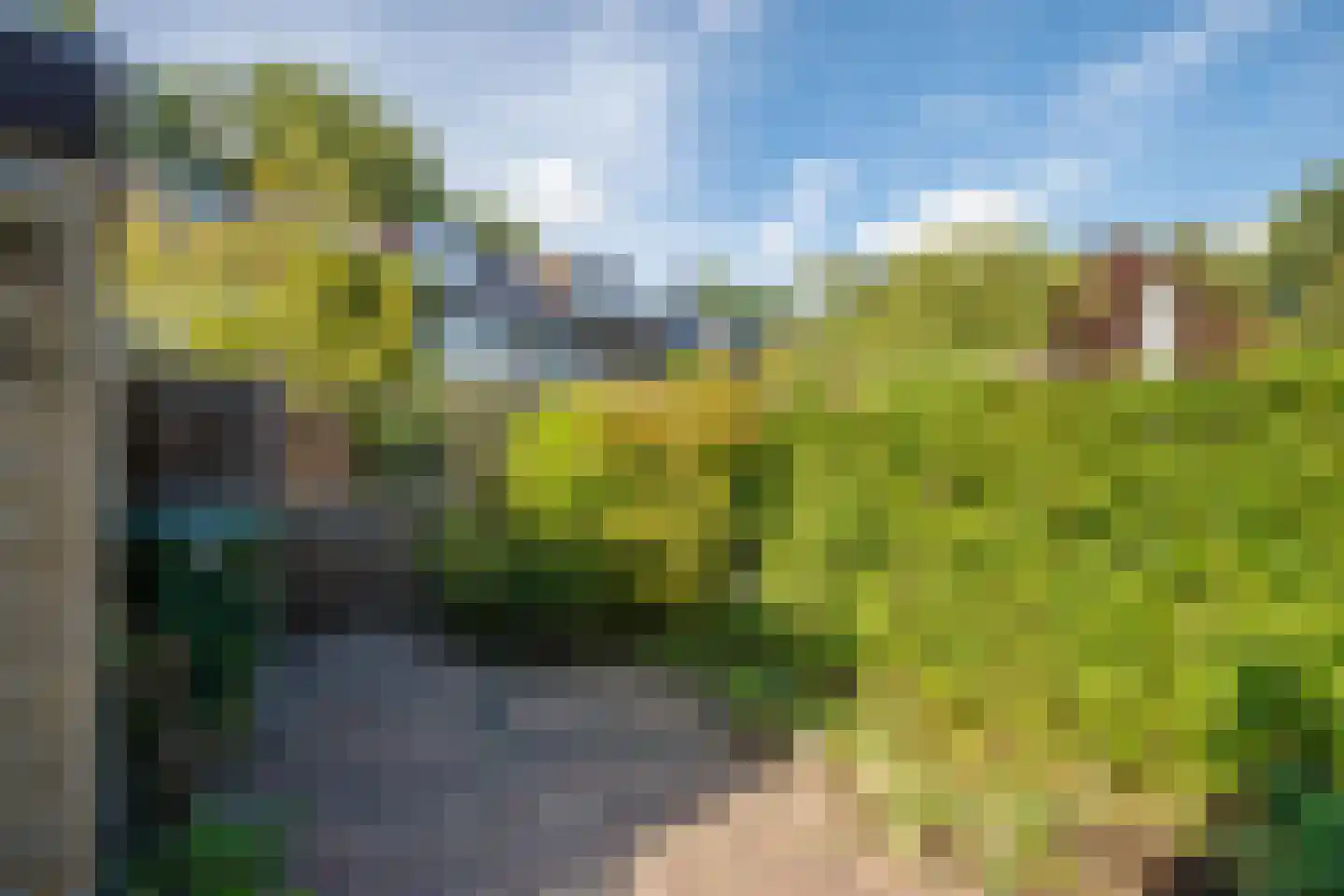 Hoorntandmos 8 Rotterdam thumbnail 40