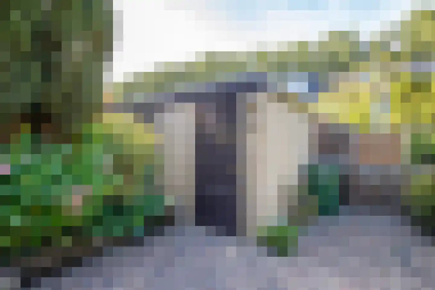Hoorntandmos 8 Rotterdam thumbnail 41