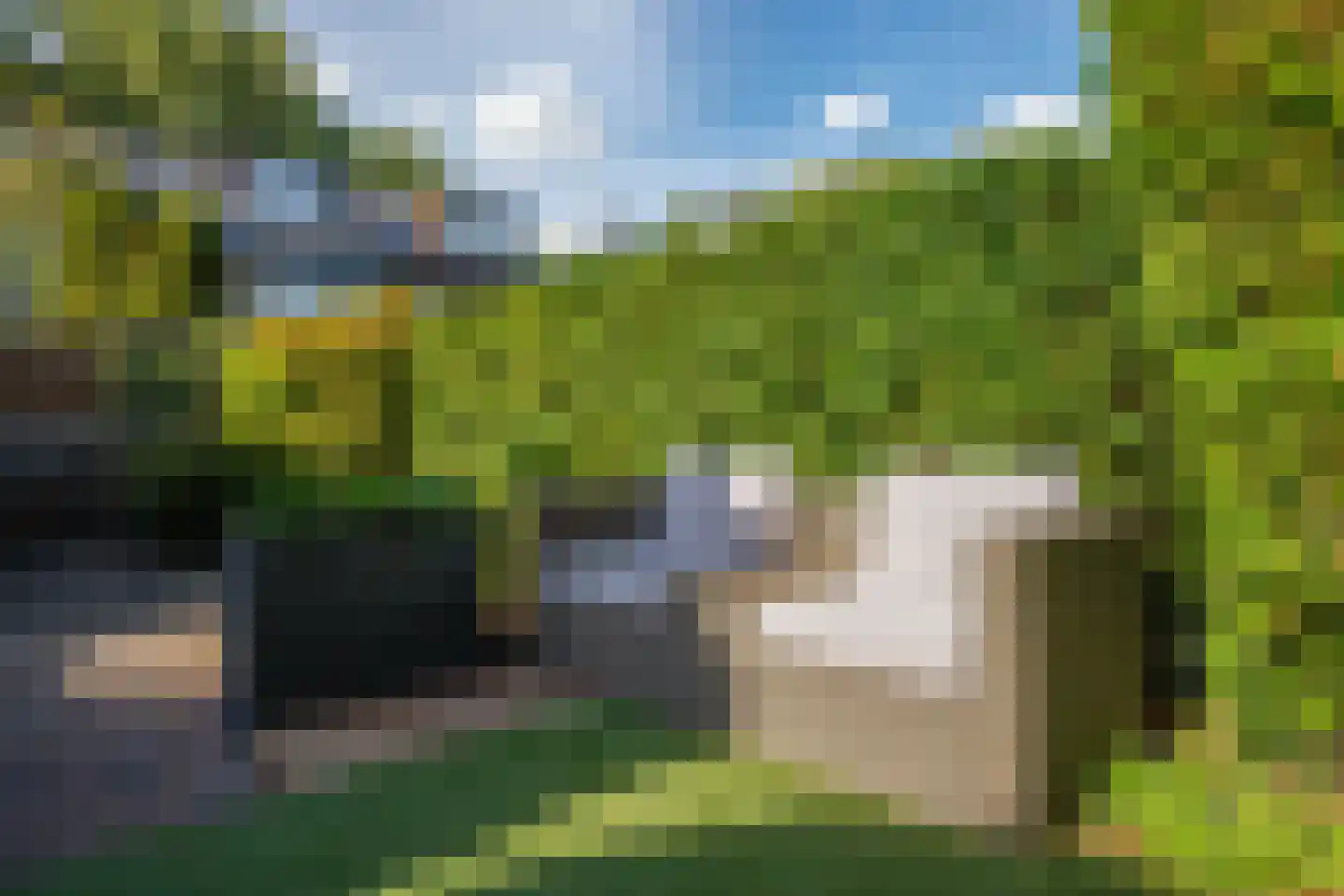 Hoorntandmos 8 Rotterdam thumbnail 43