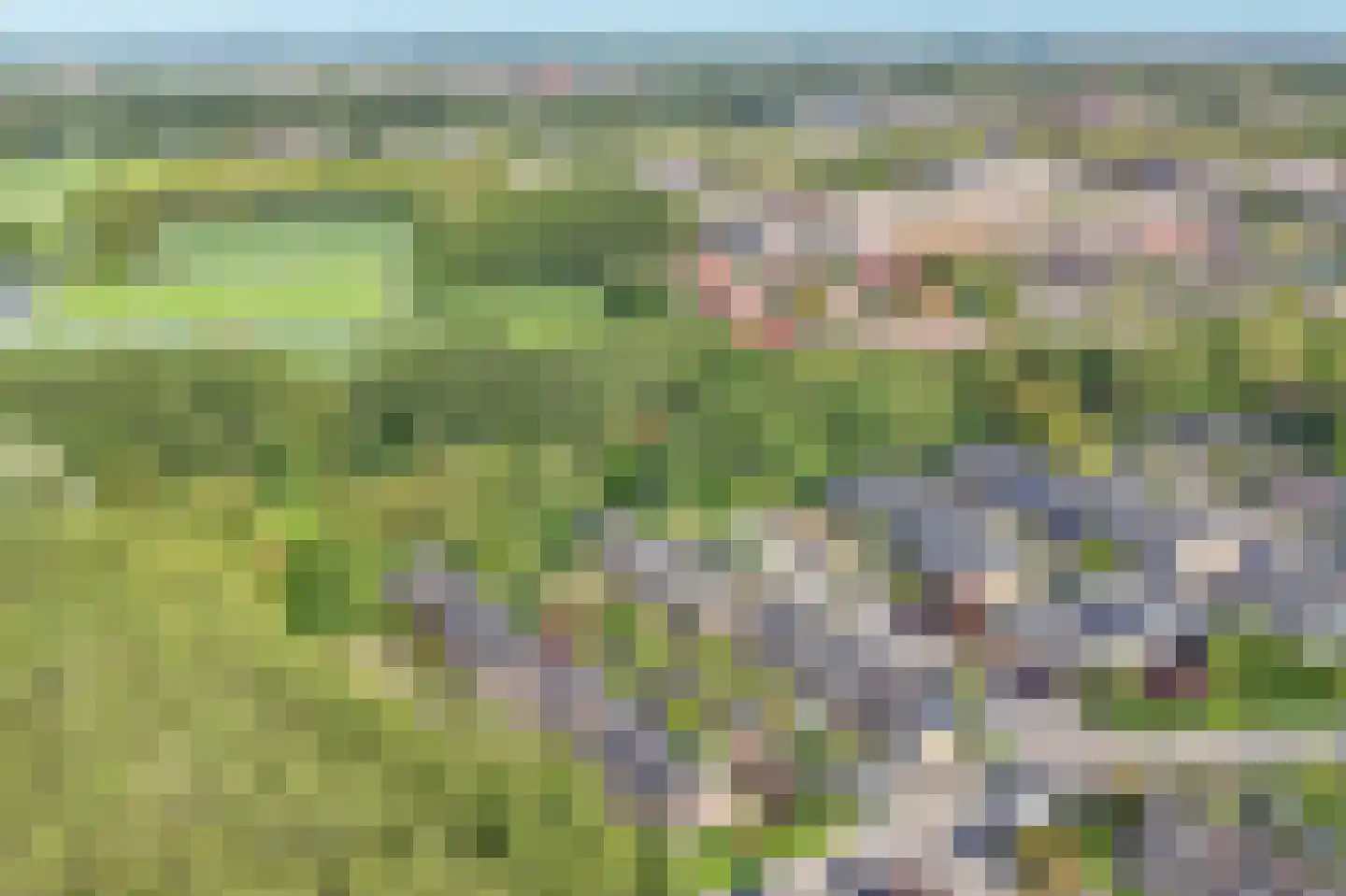 Hoorntandmos 8 Rotterdam thumbnail 57