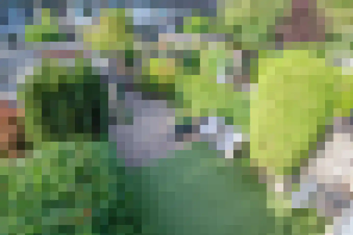 Hoorntandmos 8 Rotterdam thumbnail 58