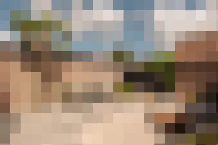 Hoornzwaluw 10 Veenendaal thumbnail 41