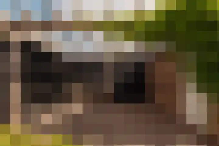 Hoornzwaluw 10 Veenendaal thumbnail 43