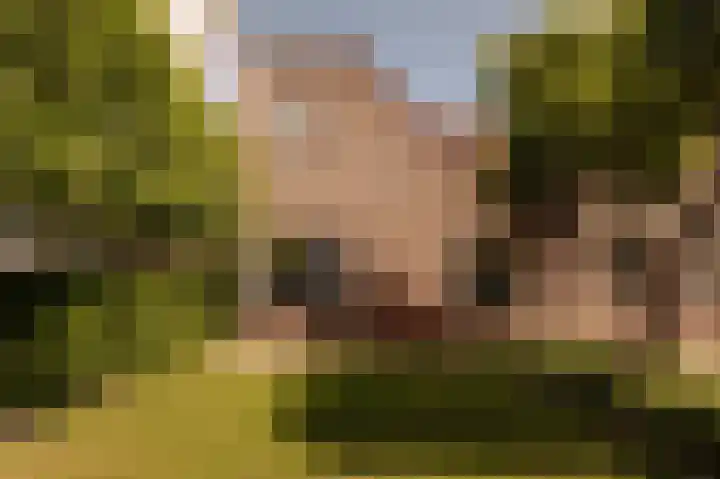 Hoornzwaluw 10 Veenendaal thumbnail 52