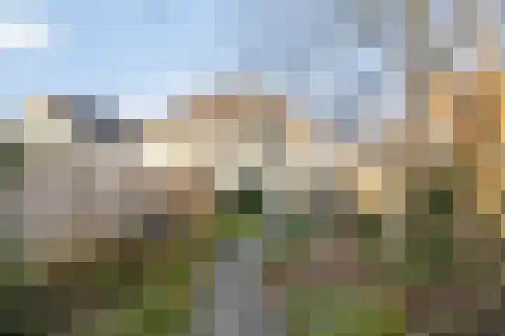 Hopakker 6 Heino thumbnail 34