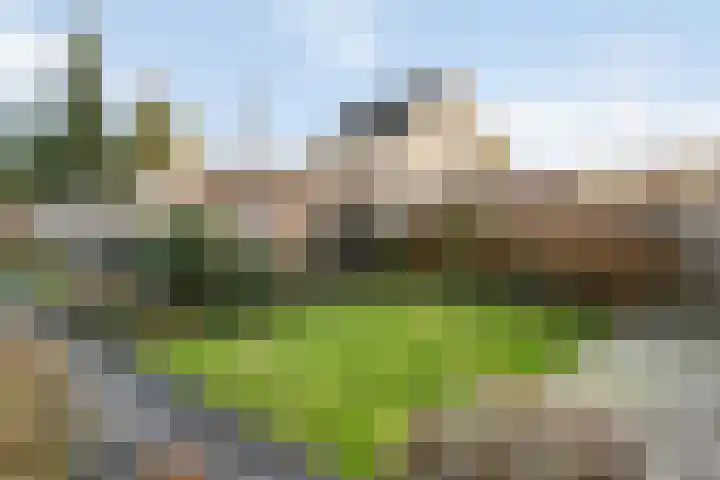 Hopakker 6 Heino thumbnail 37
