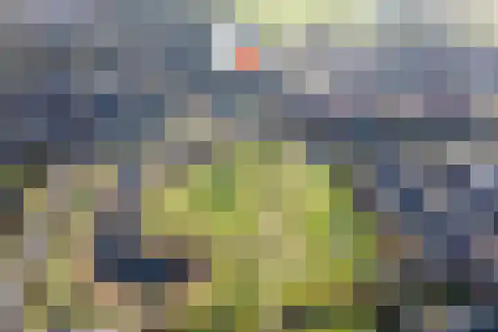 Hopakker 6 Heino thumbnail 46