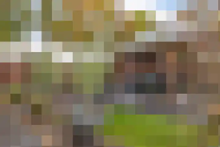 Hopklaver 12 Coevorden thumbnail 31