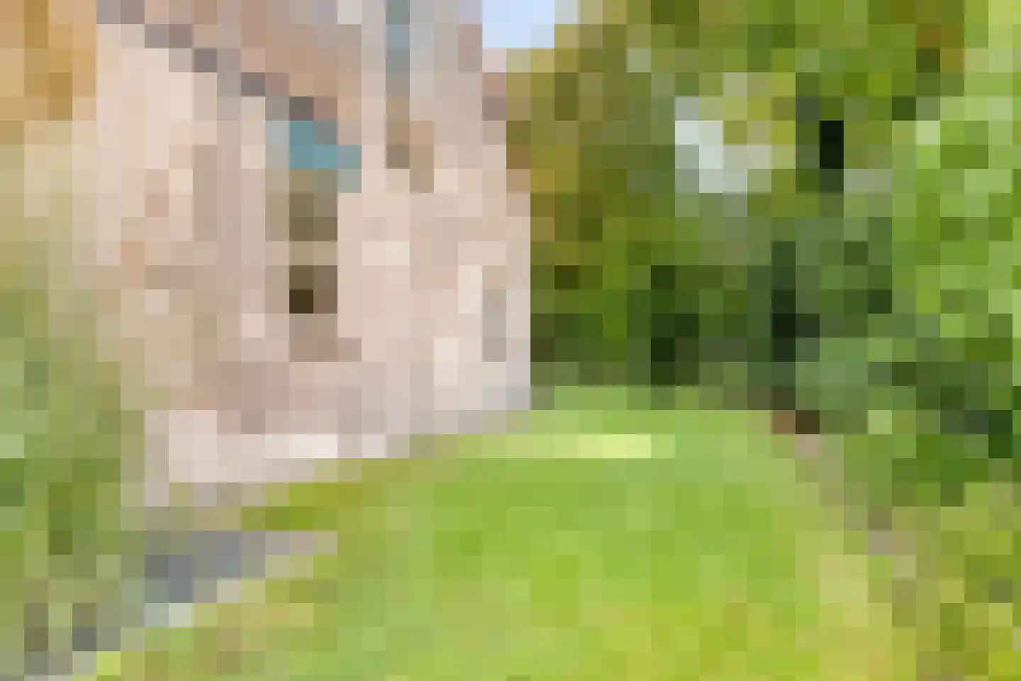Hopman de Rijklaan 28 Vrouwenpolder thumbnail 36