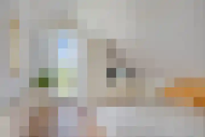 Hopman de Rijklaan 71 Vrouwenpolder thumbnail 18