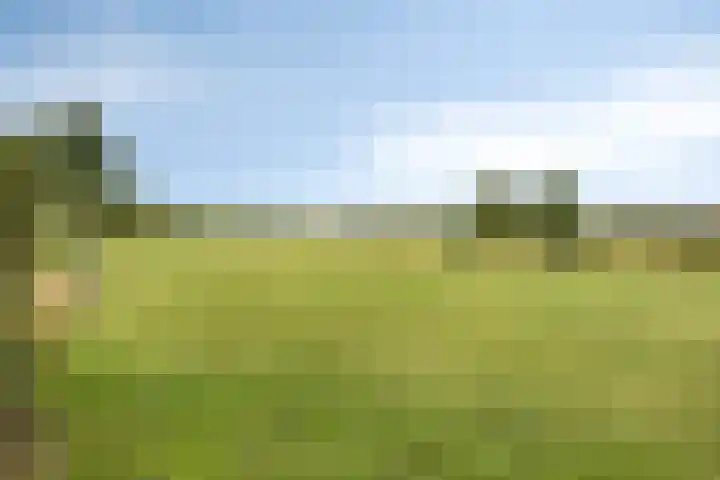 Hopman de Rijklaan 71 Vrouwenpolder thumbnail 32