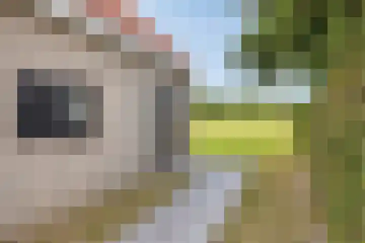Hopman de Rijklaan 71 Vrouwenpolder thumbnail 5