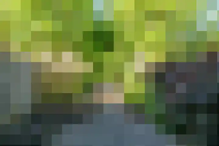 Hoppad 11 Valkenswaard thumbnail 41