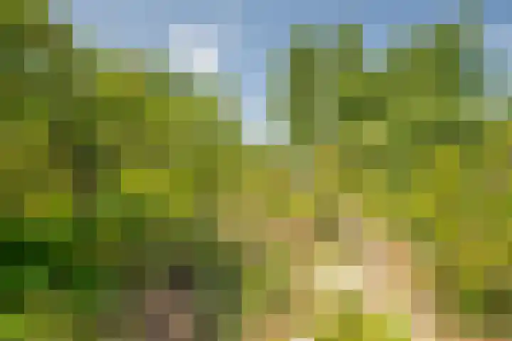 Hoppenkampstraat 19 Stein thumbnail 17