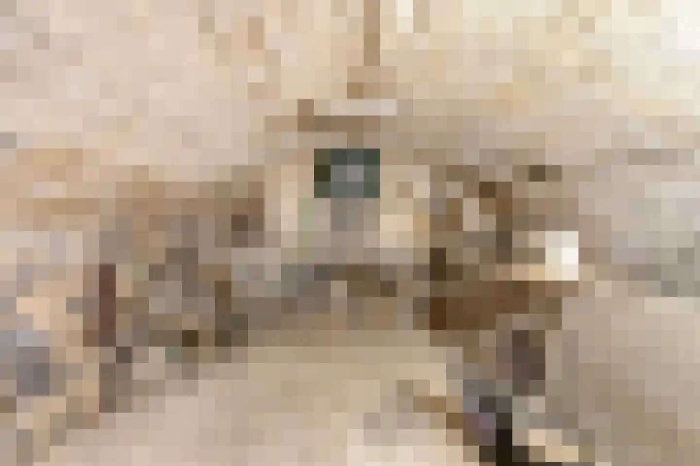Hopschet 16 Vijlen thumbnail 23