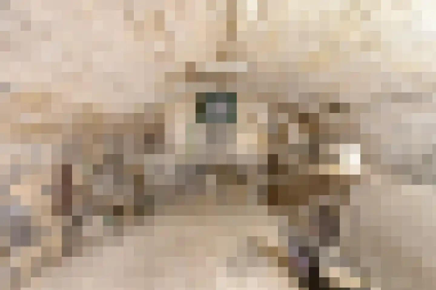 Hopschet 16 Vijlen thumbnail 23