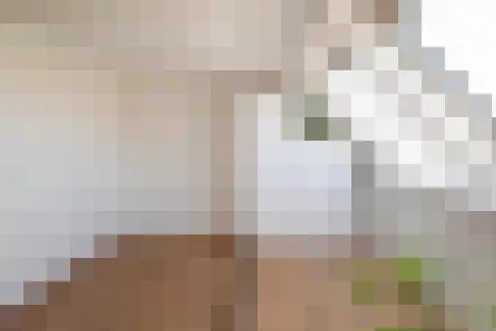 Hopstraat 54 Delft thumbnail 33