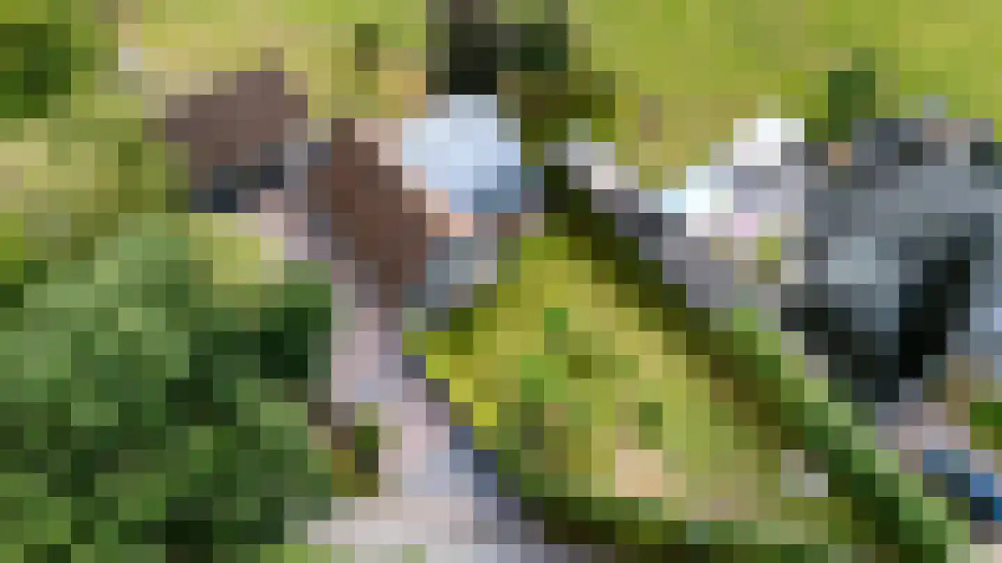 Hoptunen 15 De Wilgen thumbnail 55