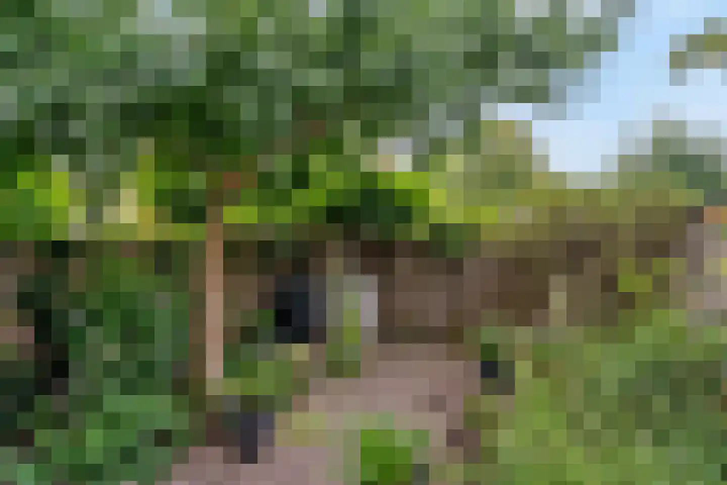 Hopvlinder 2 Leiden thumbnail 22