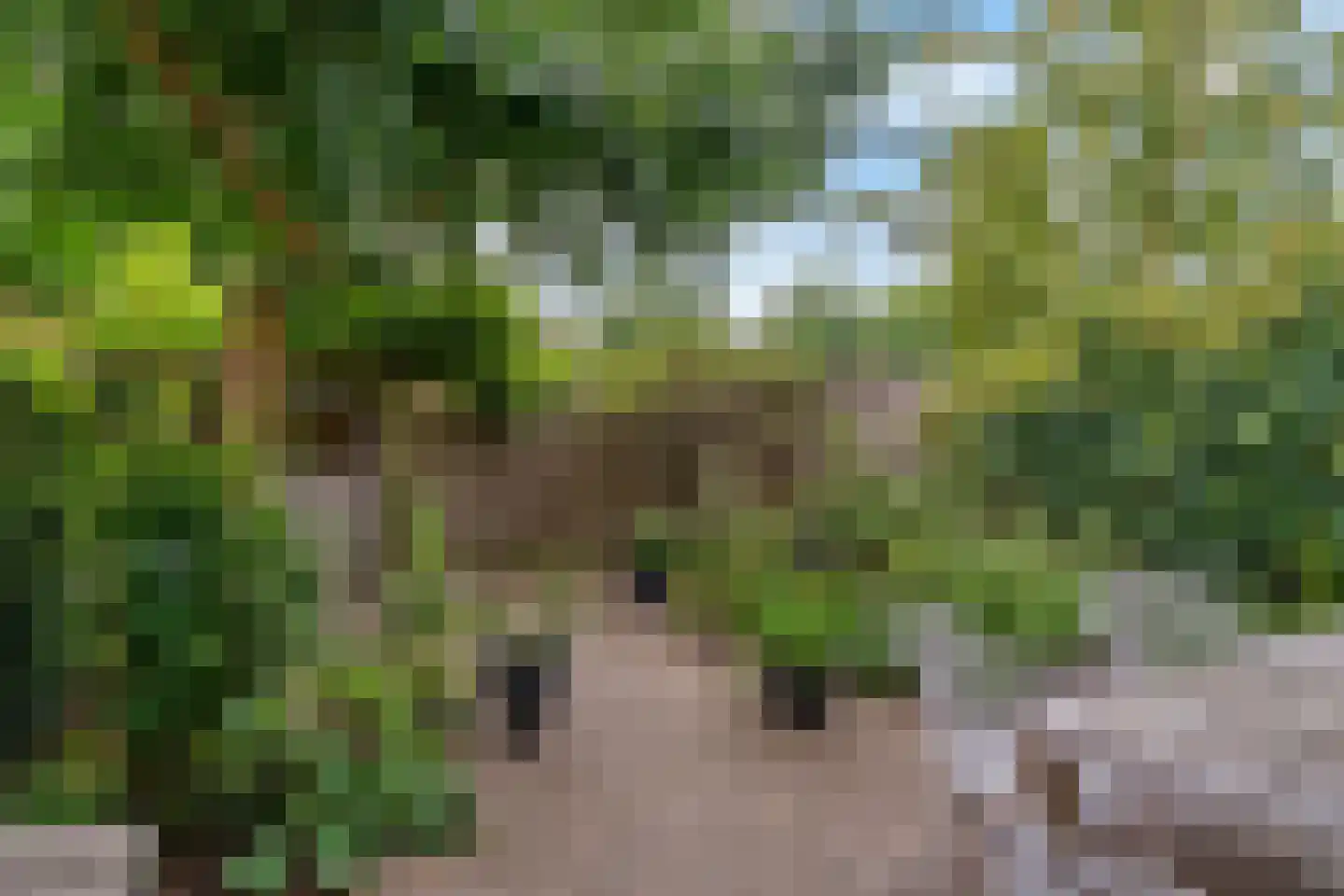 Hopvlinder 2 Leiden thumbnail 23