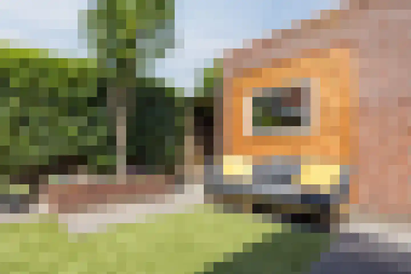 Hopvlinder 6 Oosterhout thumbnail 56