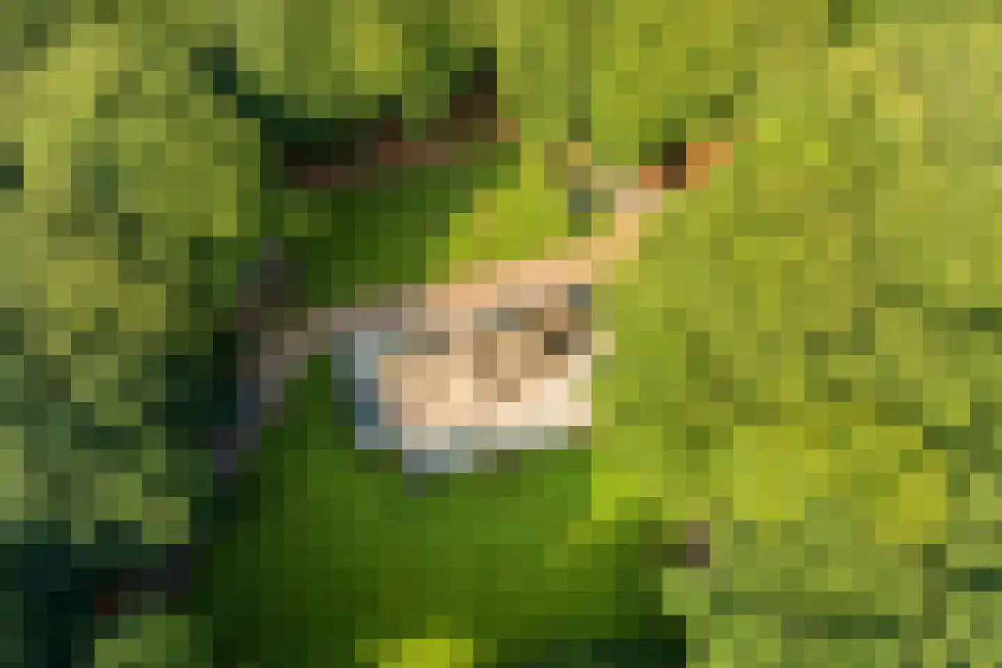 Horalaan 1 Ede thumbnail 9