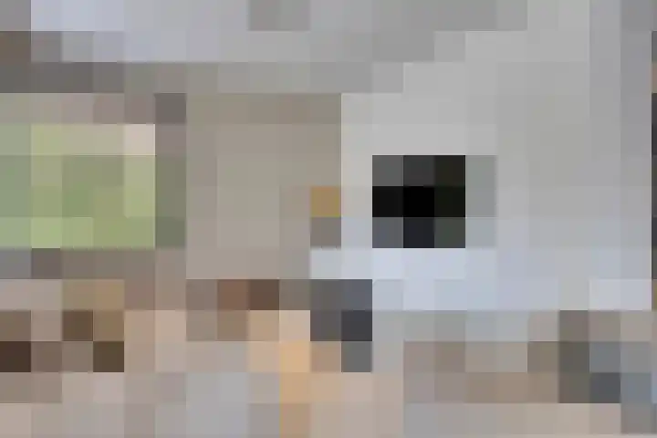 Horatiuslaan 11 Venlo thumbnail 8