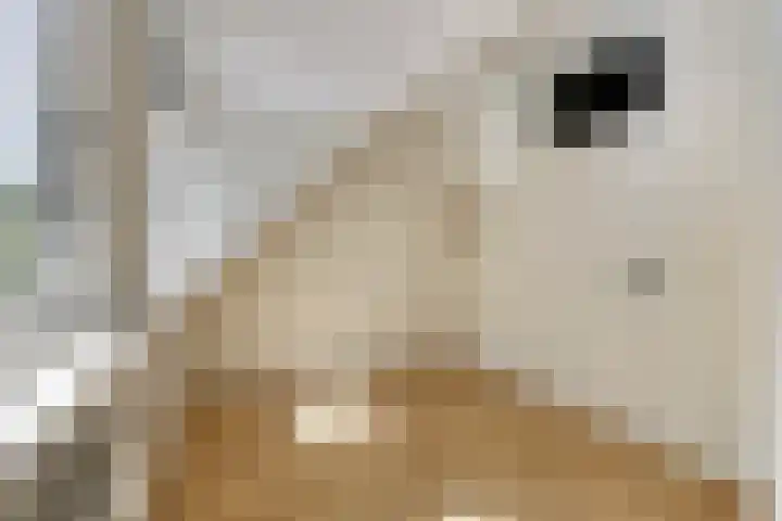 Hornikswei 27 Goes thumbnail 17