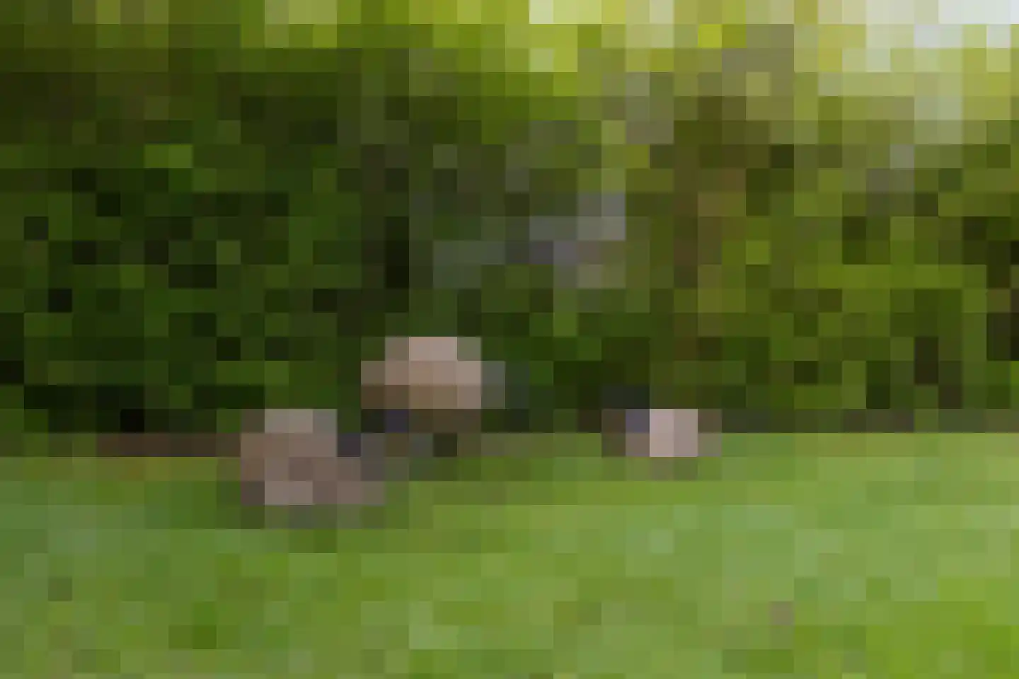 Hornikswei 3 Goes thumbnail 49