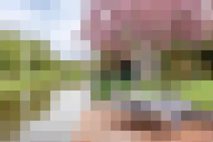 Hornven 7 Nieuwe Niedorp thumbnail 23