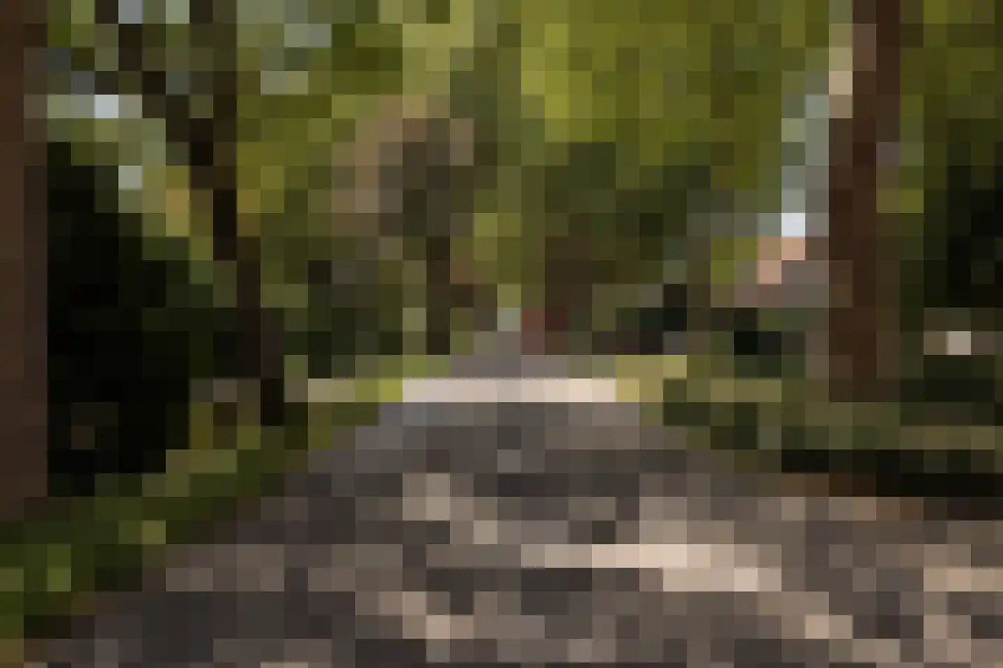 Hornweg 101 Aalsmeer thumbnail 38