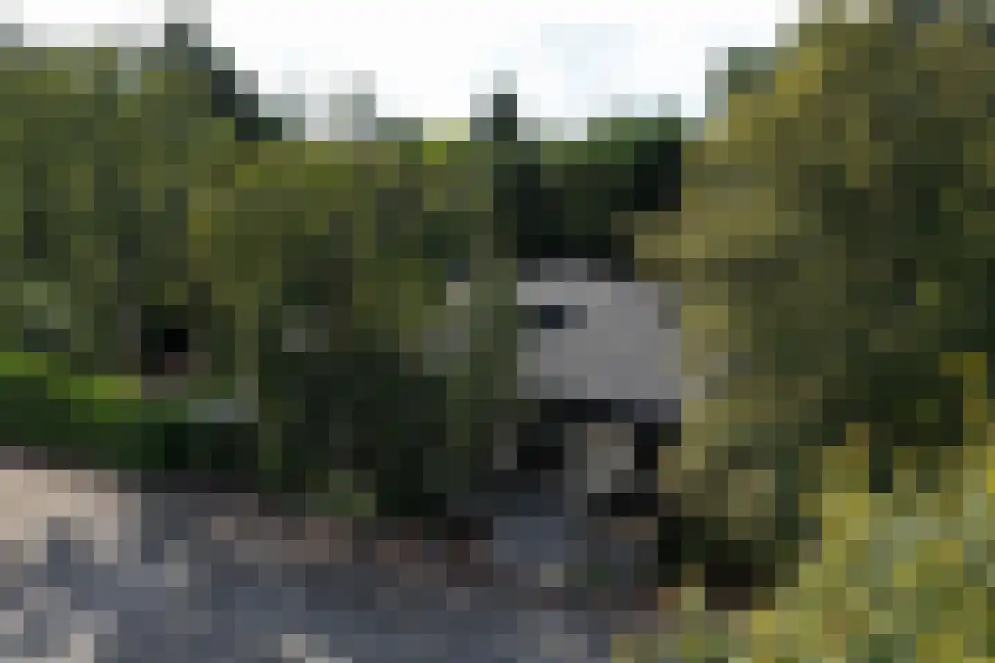 Hornweg 126 Aalsmeer thumbnail 13