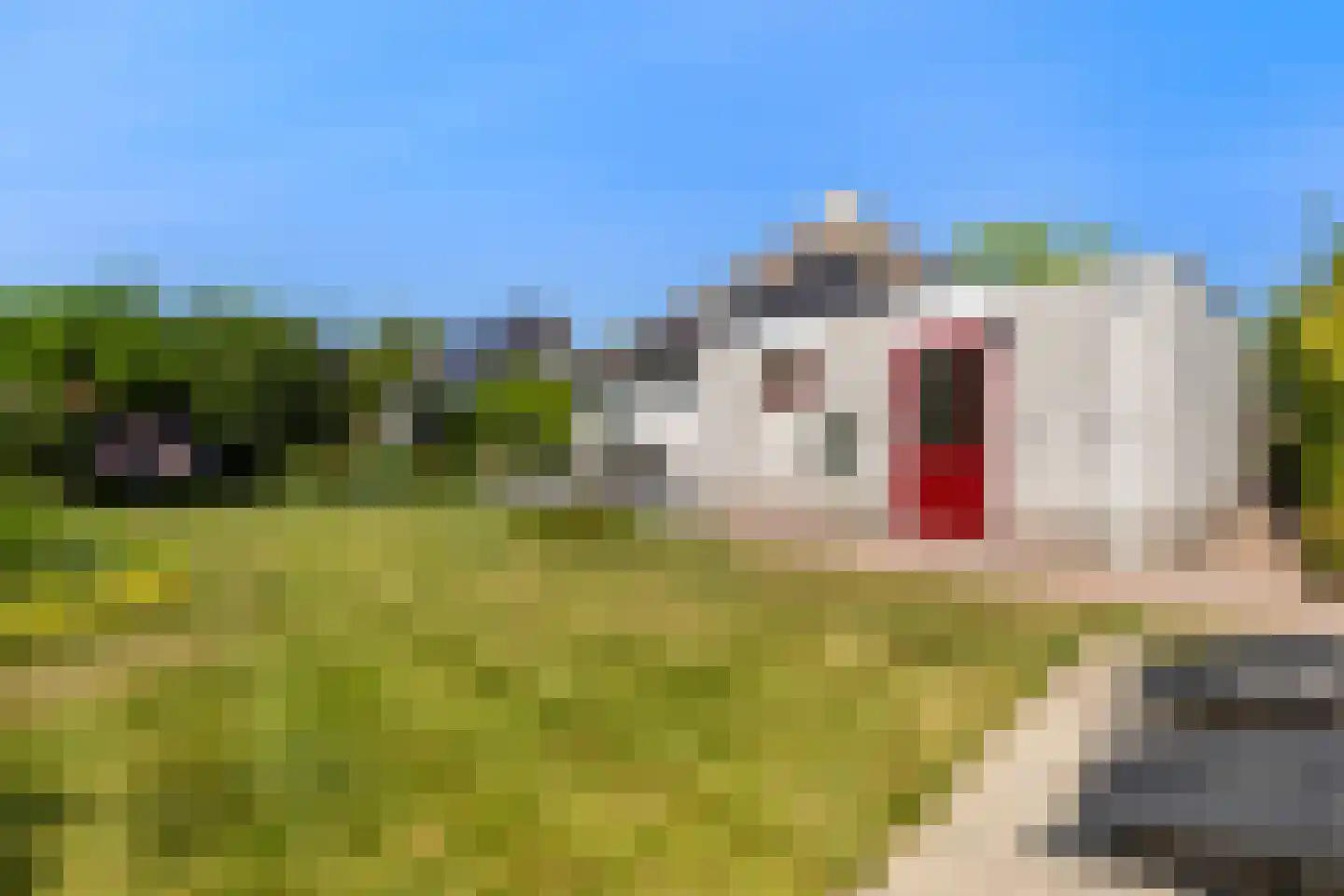 Horseler Pol 2 Nijkerk thumbnail 23