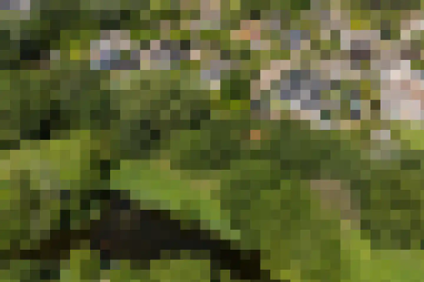 Horseler Pol 2 Nijkerk thumbnail 46