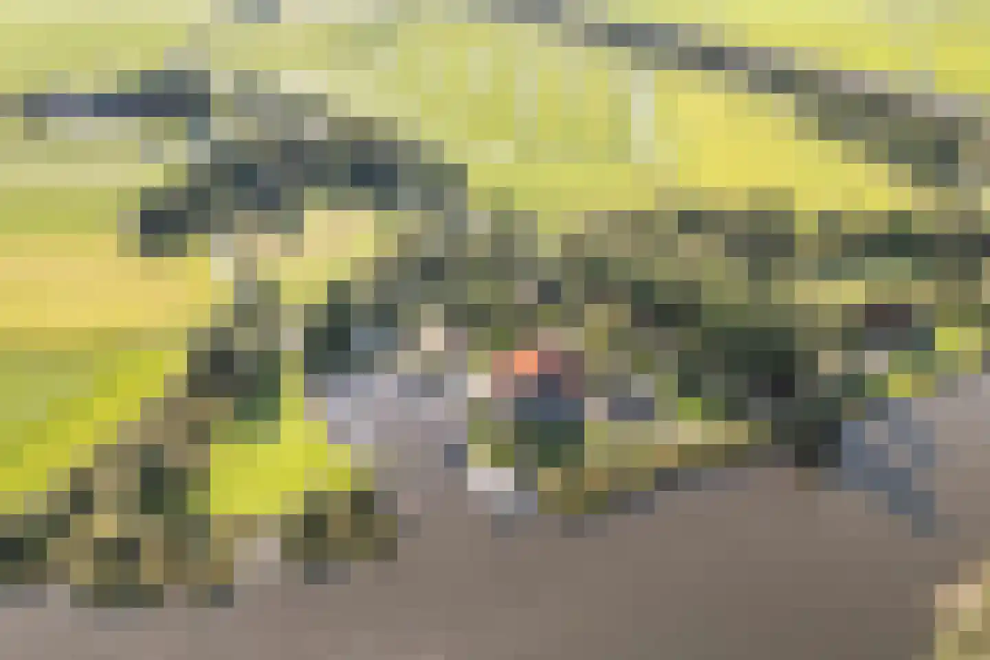 Horsewei 10 Boornzwaag thumbnail 4