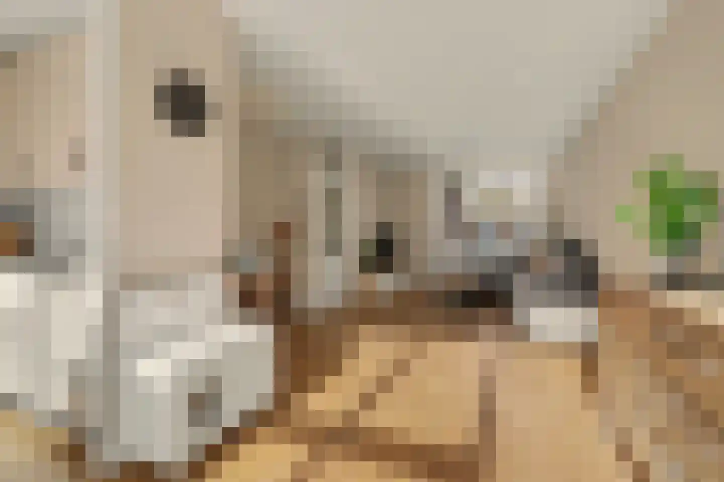 Horst 10 Chaam thumbnail 19