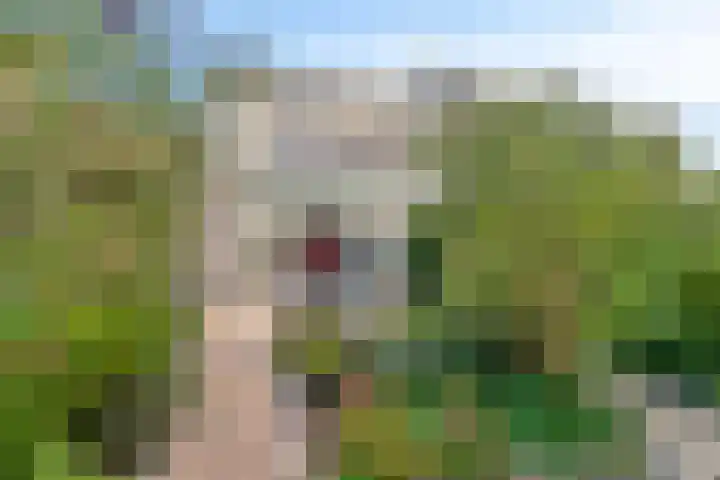 Horst 26 26 62 Lelystad thumbnail 33