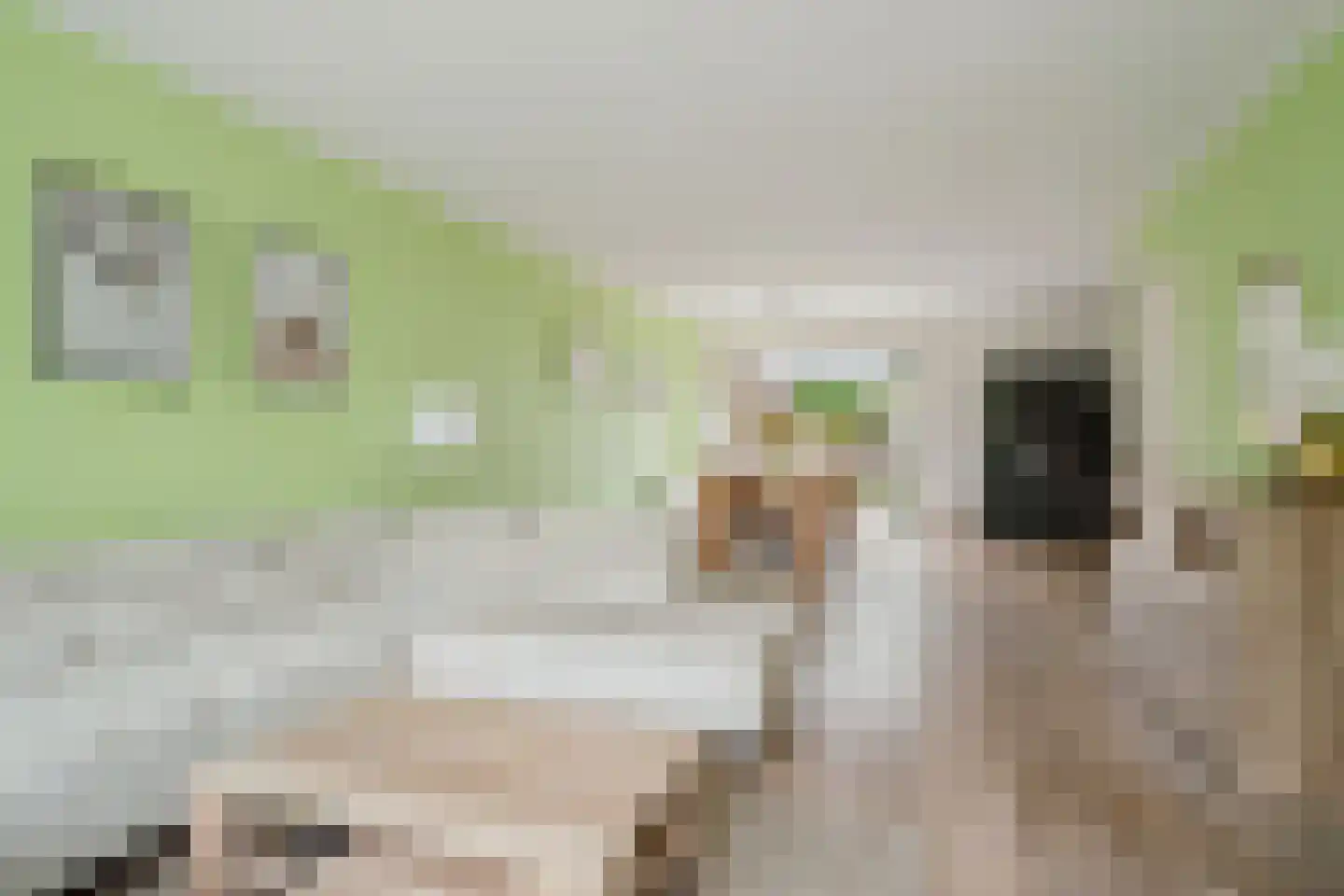 Horst 32 Chaam thumbnail 12