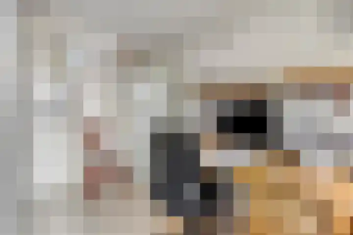 Horst 81 Gemert thumbnail 13