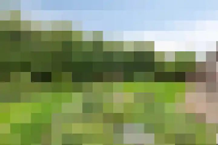 Horst 81 Gemert thumbnail 32